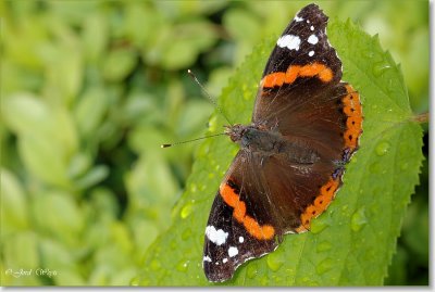 Atlanta - Red Admiral - Vanessa atlanta