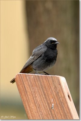 zwarte roodstaart_DSC_0005_1.JPG