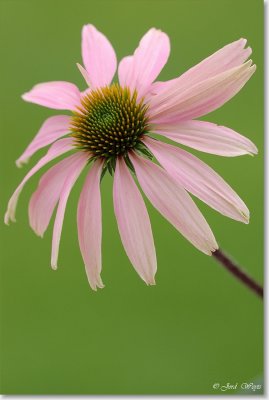 Echinacea_DSC_3029.JPG