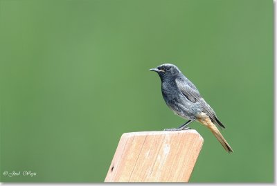 zwarte roodstaart_DSC_0001.JPG