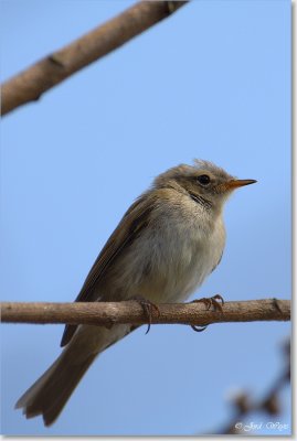 vogel_DSC_0041.JPG