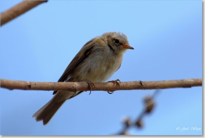 vogel_DSC_0044.JPG
