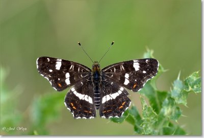 Landkaartje - Map Butterfly - Araschnia levana