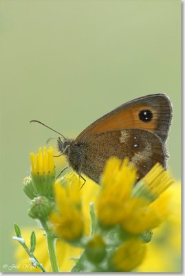 oranje zandoogje_DSC_0030.JPG