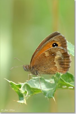 oranje zandoogje_DSC_0043.JPG