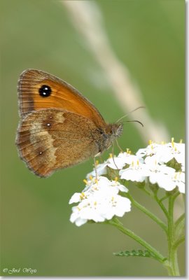 oranje zandoogje_DSC_0046.JPG