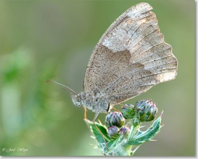 hooibeestje - Small heath - Coenonympha pamphilus