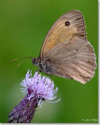 bruin zandoogje - Meadow brown - Maniola jurtina