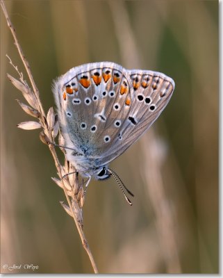 blauwtje_DSC_0003.JPG