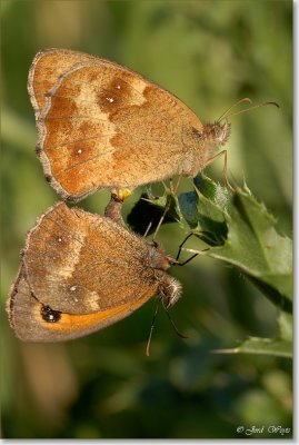oranje zandoogje_DSC_0017.JPG