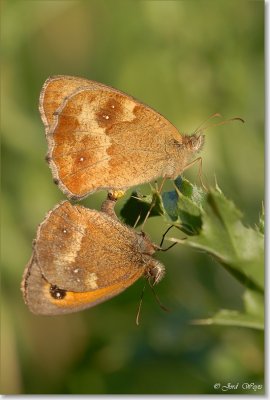 oranje zandoogje - Gate keeper - Pyronia tithonus