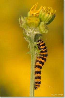 rups sint-jacobsvlinder_DSC_0024.JPG
