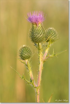speerdistel_DSC_0032.JPG