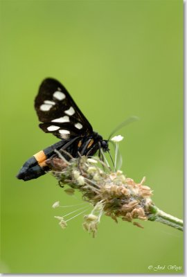 Phegeavlinder (melkdrupje) - The nine spotted - Amata phegea