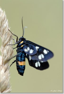 Melkdrupje_DSC_0085JPG