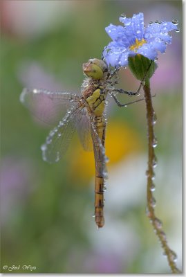 libelle_DSC_0012.JPG
