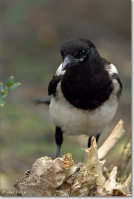 ekster_DSC_0001.JPG