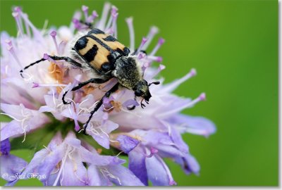 Viroinval 12082007_DSC_0053.JPG