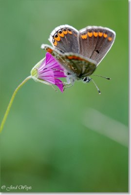Viroinval 12082007_DSC_0096.JPG