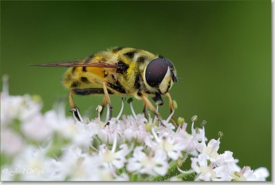 Viroinval 12082007_DSC_0110.JPG