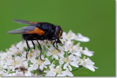 Viroinval 12082007_DSC_0112.JPG