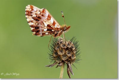 Viroinval 12082007_DSC_0187.JPG