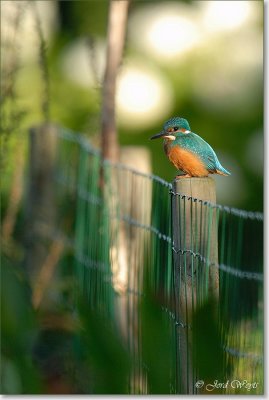 ijsvogel__DSC_0009.JPG