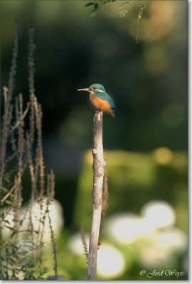 ijsvogel__DSC_0014.JPG