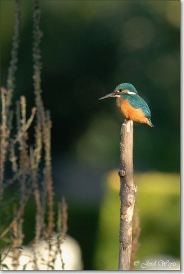ijsvogel__DSC_0020.JPG