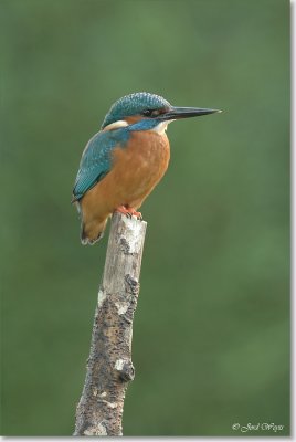 ijsvogel_DSC_0017.JPG