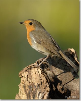 roodborst_DSC_0082.JPG
