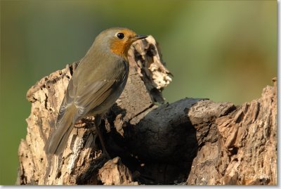roodborst_DSC_0088.JPG