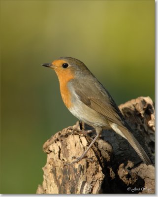 roodborst_DSC_0099.JPG