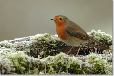 roodborst_DSC_0029.JPG