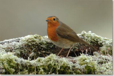 roodborst_DSC_0033.JPG