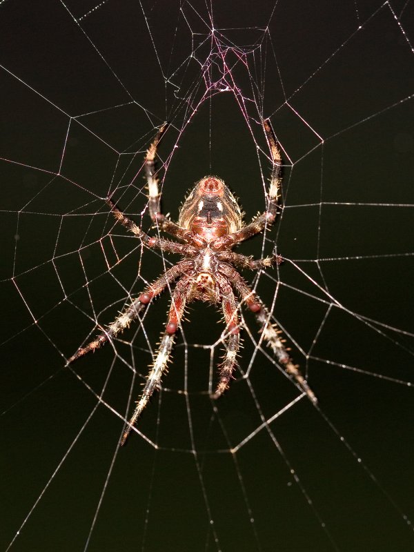 Golden Web Weaver