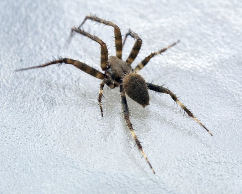spider5.tif