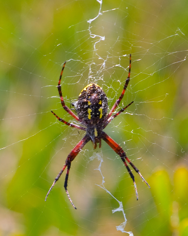Spider at Scripps Ranch.jpg