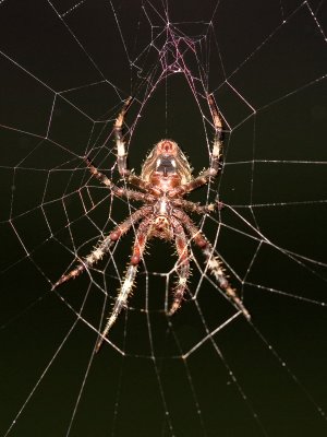 Golden Web Weaver