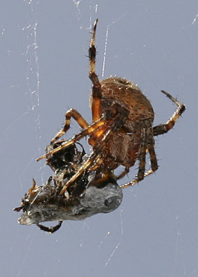Spider-dining.jpg