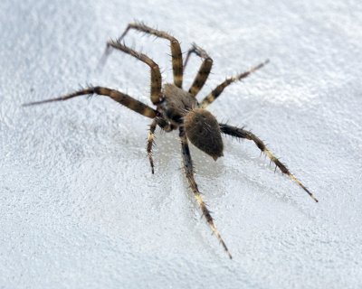 spider5.tif