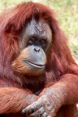 Reds the Orangutan