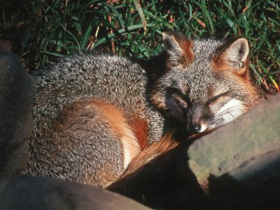 Gray Fox - Urocyon cinereoargenteus