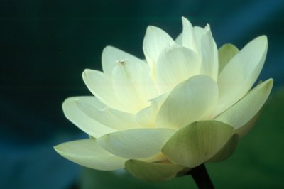 Water Lily