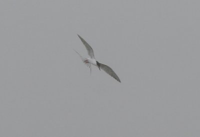 Common Tern