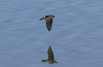 Violet Green Swallow