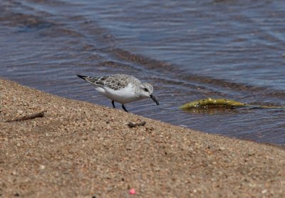 Sanderling