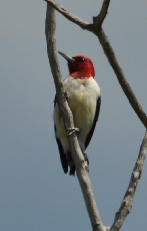 DSC_0142b.JPG
