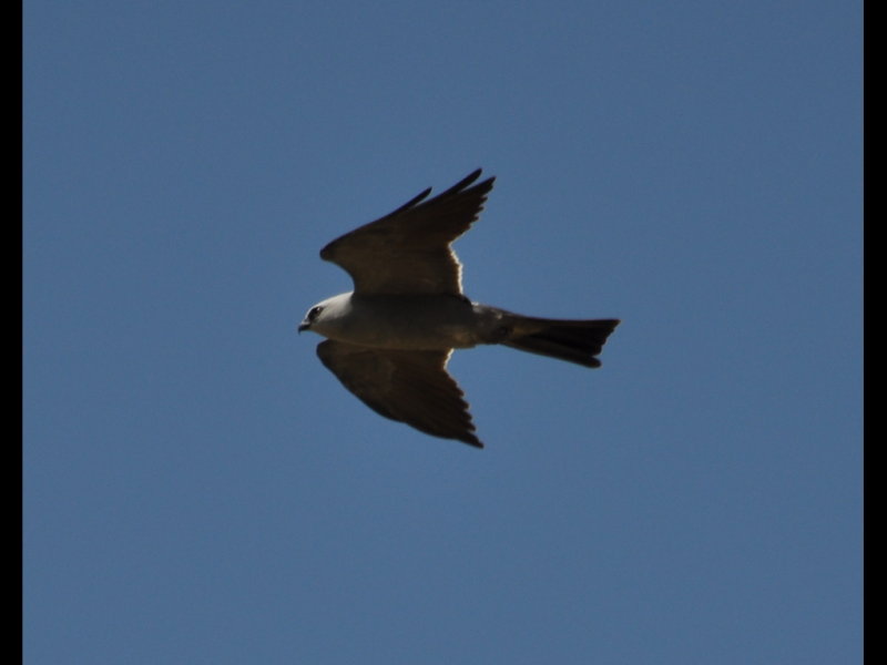 DSC_0153b.JPG