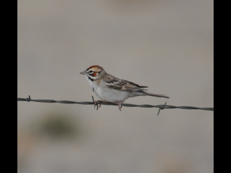 DSC_0398b.JPG